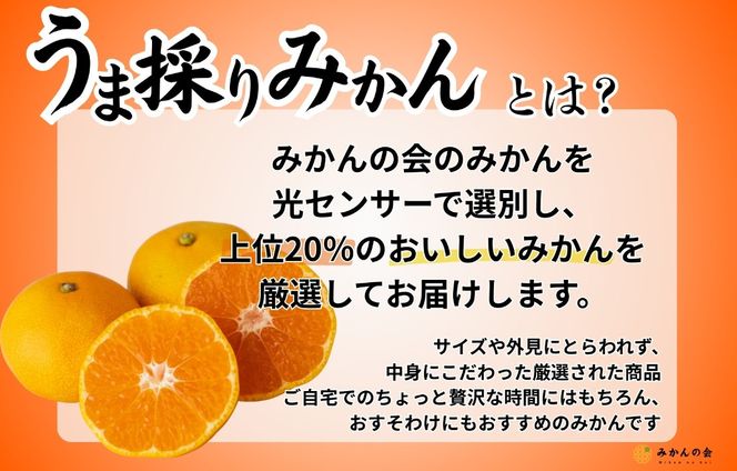 みかん うま採り 箱込約 1kg（内容量0.9kg） 光センサー選別 みかんの会厳選 サイズミックス 和歌山県産 産地直送 【みかんの会】［2025年11月中旬より2026年1月中旬頃順次出荷予定］ AX422