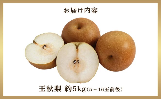 297.【先行予約】王秋梨　5kg前後（5～16玉前後）≪果物 フルーツ くだもの≫　※2026年10月下旬～12月上旬頃に順次発送予定 313726_AN067