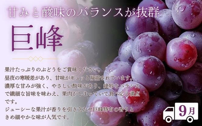 定期便 フルーツ 【全3回】紀州和歌山産 旬のフルーツ定期便（いちご・桃・巨峰） 【tkb400】