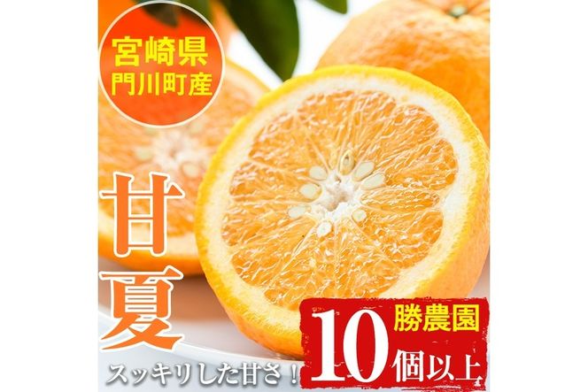 ＜先行予約受付中！2026年3月下旬～5月末の間に発送予定＞宮崎県門川町産甘夏(10個以上) 柑橘 果物 数量限定 期間限定 国産 フルーツ 常温 保存 遠見半島 【勝農園】【AE-21】