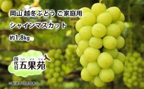 越冬 ぶどう ご家庭用 シャインマスカット 約1.8kg   岡山県産 四代目 五果苑 果物 フルーツ デザート 樹上 完熟 平均糖度20度 減農薬 種なし 皮ごと 