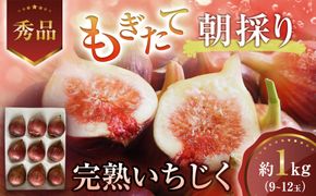 【先行予約】もぎたて朝どり完熟いちじく　秀品 約1kg（9～12玉）／愛知県産　サマーレッド　いちじく　イチジク　無花果　果物　フルーツ　 232238_TT001-PR