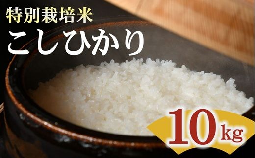 コシヒカリ＜特別栽培米＞精米 10㎏（減農薬 有機肥料 お米 米 おこめ こめ 白米 こしひかり 令和8年産）【002308D】