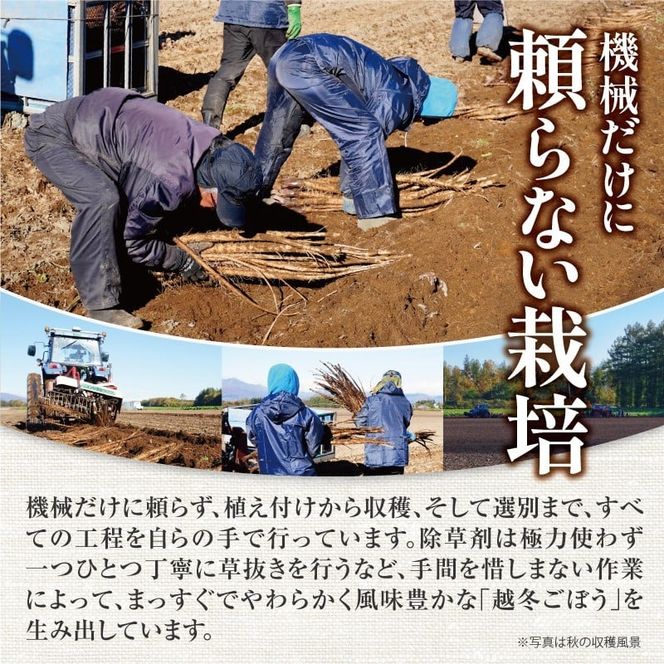 先行受付！2026年10月頃～発送開始！北海道十勝清水町産 秋堀り 新鮮 ごぼう！ 5kg 北海道産 ごぼう 土付ごぼう ゴボウ 根菜_S045-0003