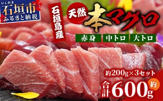 [先行予約]YE-01 石垣島産 天然本マグロ600g(まぐろ赤身・中トロ・大トロのミックスセット )ヤエスイ マグロ船直送[2025年6月下旬より順次発送][ 産地直送 大トロ 大とろ 中トロ 中とろ 国産 まぐろ 鮪 天然 赤身 魚 お刺身 本まぐろ マグロ 沖縄県 沖縄 琉球 八重山 八重山諸島 石垣島 石垣 石垣島産 ]