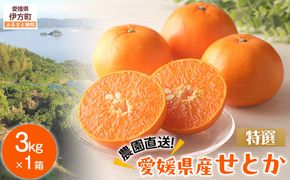 【先行予約】【数量限定】＼農園直送／愛媛県産せとか3kg×1箱（2026年2月下旬より順次発送） IKTV007