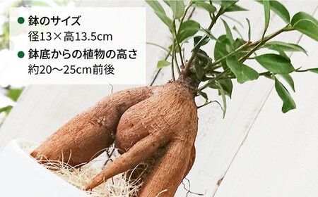 幸せを呼ぶ木『 ガジュマル 』 糸島市 / cocoha [AWB022] がじゅまる 観葉植物 小さい 鉢 おしゃれ  グリーン 植物 室内