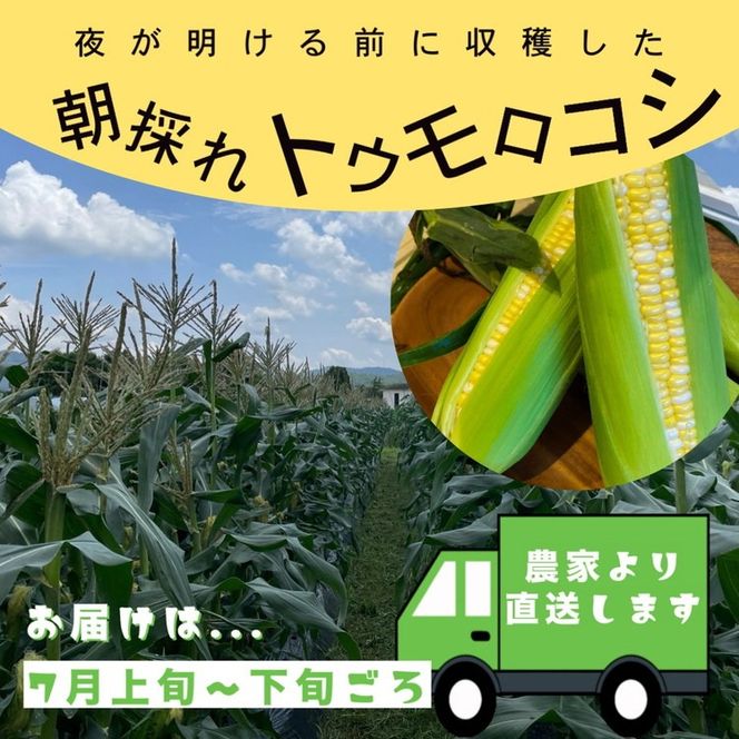 朝採れ とうもろこし 10本 スイートコーン ドルチェドリーム 甘い 早朝収穫〈アグリにのうみ〉京都 亀岡 農家直送 2026年産 予約 来季お届け ※北海道・沖縄・離島への配送不可 ※2026年6月中旬頃～7月中旬頃に順次発送予定