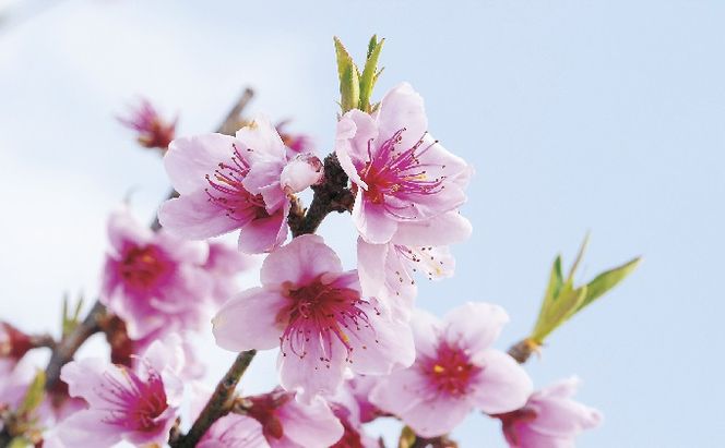 桃 白桃 白鳳 2kg 特製 桃源郷錦 もも モモ フルーツ 果物 デザート 配送不可:離島 