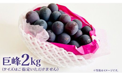 【 訳あり 】 巨峰 2kg 【2026年10月上旬発送開始】(茨城県共通返礼品：大子町) ぶどう 葡萄 ブドウ フルーツ 果物 スイーツ わけあり ワケあり ご自宅用 ご家庭用 自分用