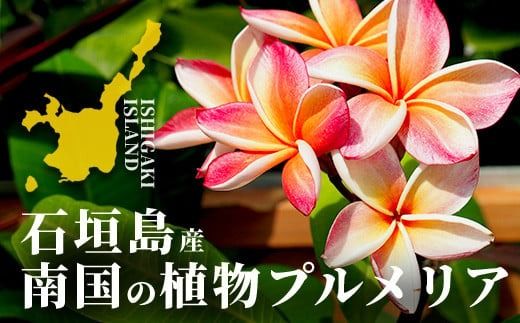 【みるきぃ】プルメリア 苗木 プルメリア苗木 イエロー 【花木苗 3.5号】｜ 【植物の