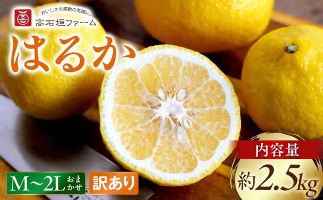 訳あり はるか 2.5kg M～2Lサイズおまかせ 高石垣ファーム   K018