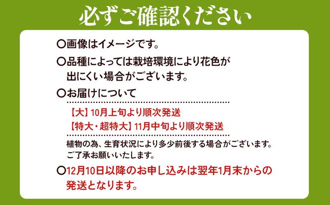 【ふるさと納税】【期間限定】ユリ球根　超特大球ゴールデンカサブランカ黄色：4球　黄花品種 花 フラワー 園芸 ガーデニング 植物 高品質 送料無料