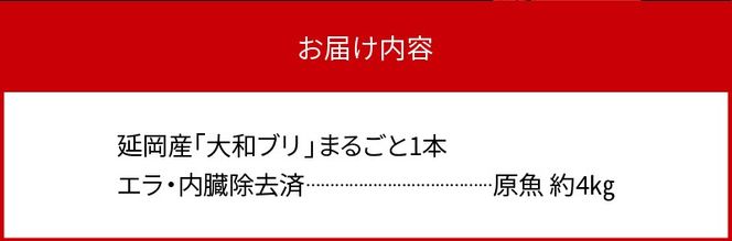 【10月～2月発送!!】まるごと一本！ 大和ブリ 内臓処理済み　N072-YZB517