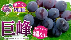 ＼ 選べる内容量 ／種なし 巨峰 約1.3kg(約2房) / 約2kg(約4房) / 約5kg(約8～12房)【2026年7月より発送開始】（茨城県共通返礼品 [ぶどう]：結城市産） ぶどう 種なし巨峰 フルーツ デザート 果物 食べやすい 旬