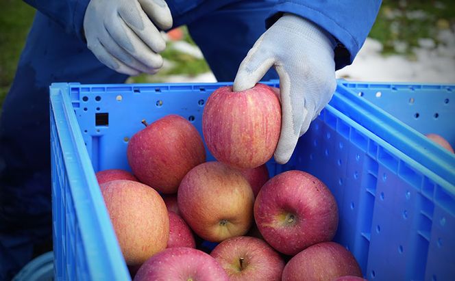 りんご 【3月クール便発送】糖度13度以上 訳あり品 家庭用 サンふじ約10kg【 青森りんご 果物 フルーツ デザート 食後 青森県産 産地直送 贈り物  】