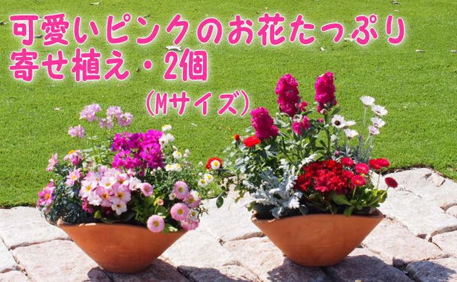 可愛いピンクのお花たっぷりの寄せ植え（舟形Mサイズ）2個 植物 