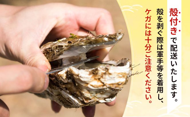 【先行予約 7月上旬～下旬発送予定】象潟産 天然岩牡蠣 13～15個 ナイフ付【牡蠣 夏牡蠣 かき 象潟 生食可 魚介類 海鮮　海産物 海の幸】　