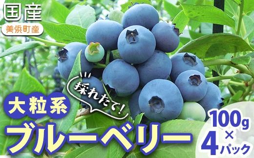 採れたて！大粒系ブルーベリー　100g×4パック　※2026年5月上旬〜7月上旬頃に順次発送予定
