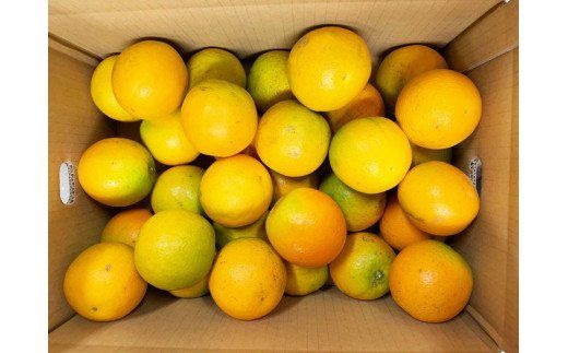  【先行予約】 【国産】 希少 バレンシア オレンジ 5kg / みかん 柑橘 フルーツ 果物 ※2027年6月下旬〜7月上旬頃順次発送（お届け日指定不可） ※離島への配送不可【uot711】