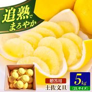 【先行予約】土佐文旦の創始 宮地文旦園の土佐文旦 贈答用2L 約5キロ 10～12個入り 5kg〈2027年3月上旬～4月下旬〉 ぶんたん ブンタン フルーツ 柑橘 みかん 果物 くだもの 柑橘類 デザート プレゼント ギフト 高知県 土佐市【宮地文旦園】[BQBP001]