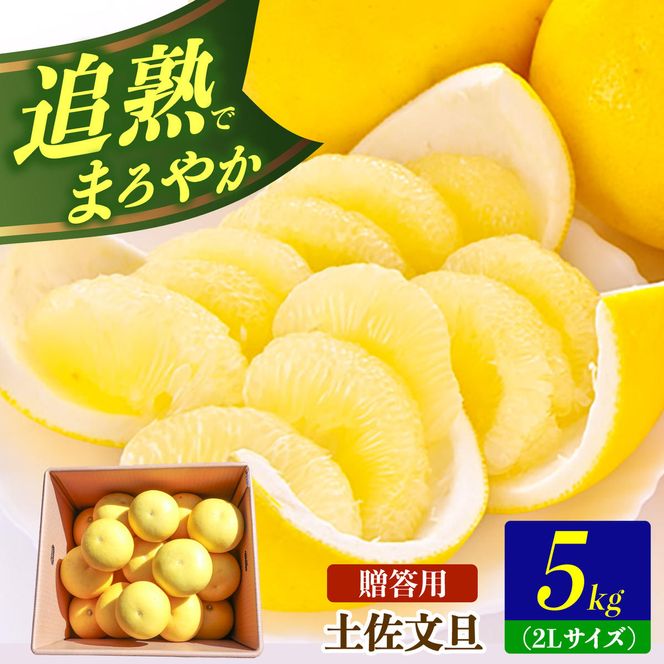 【先行予約】土佐文旦の創始 宮地文旦園の土佐文旦 贈答用2L 約5キロ 10～12個入り 5kg〈2027年3月上旬～4月下旬〉 ぶんたん ブンタン フルーツ 柑橘 みかん 果物 くだもの 柑橘類 デザート プレゼント ギフト 高知県 土佐市【宮地文旦園】[BQBP001]