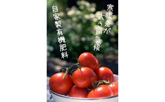 【2026年夏発送】完熟 富良野 ミニトマト 約3kg 野菜 トマト 新鮮 直送 朝採り北海道