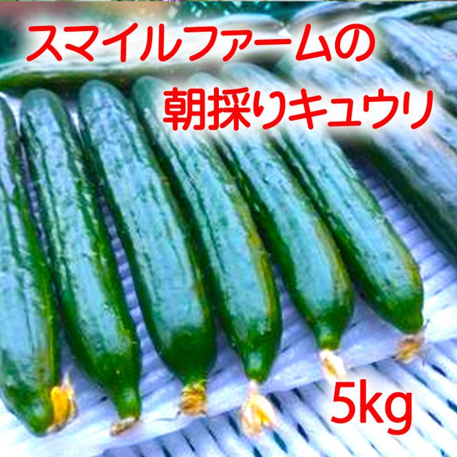 朝採りきゆうり5kg【FM02W1】