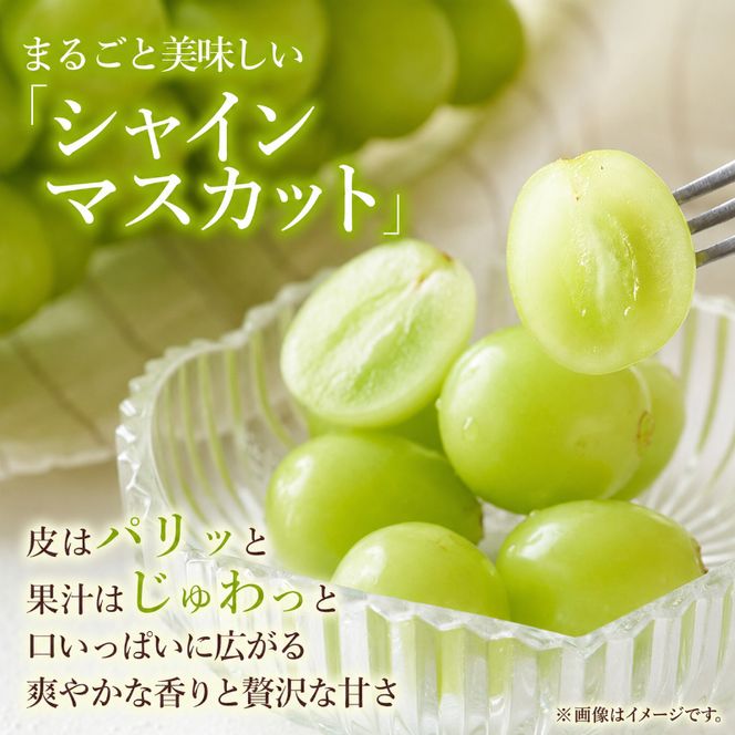 訳あり シャインマスカット 約2kg 3～4房 高梁市産 2027年 先行予約 ぶどう 化粧箱 葡萄 ブドウ うめづぶどう園