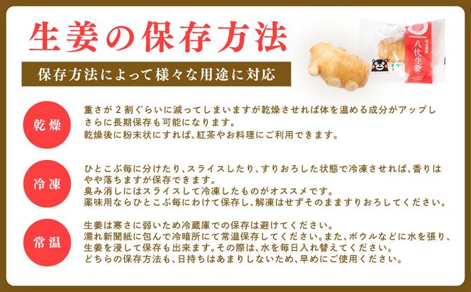 八代生姜80g×10パック 合計800g しょうが ショウガ ガリ ジンジャー 野菜 食品 薬味 生姜焼き しょうが焼き 温活 冷え性 対策 熊本県 八代市 東陽町 産地直送 国産