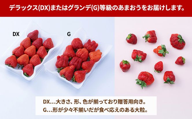 【冬】福岡産あまおう2パック いちご  苺 イチゴ フルーツ 果物 ※配送不可:離島