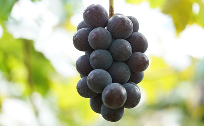 厳選 ニューピオーネ 2房 合計1.0kg以上 産地直送 朝採れ ぶどう 葡萄 Kawahara Green Farm 岡山県産 2026年 先行予約