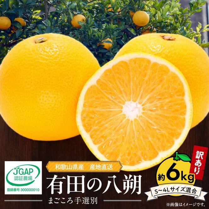 【2027年先行予約】和歌山県産 有田の八朔 (はっさく)【訳あり 家庭用】約6kg【S～4Lサイズ混合】まごころ手選別 _ZE6167n
