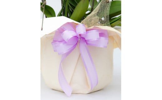 トップフローリスト厳選の胡蝶蘭 5本立ち 142069_BN020