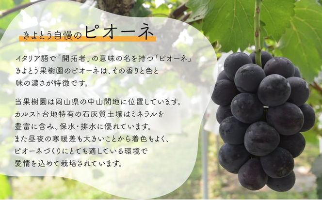 【2026年先行予約】量より質！桃5-7玉とピオーネ＆シャインマスカット3-5房の上級品が届く２回便 (定期便)(岡山県産)【KF-T029-02】