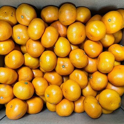 AT6321_【2026年先行予約】ご家庭用　有田みかん 約5kg (S、Mサイズ)【湯浅町】