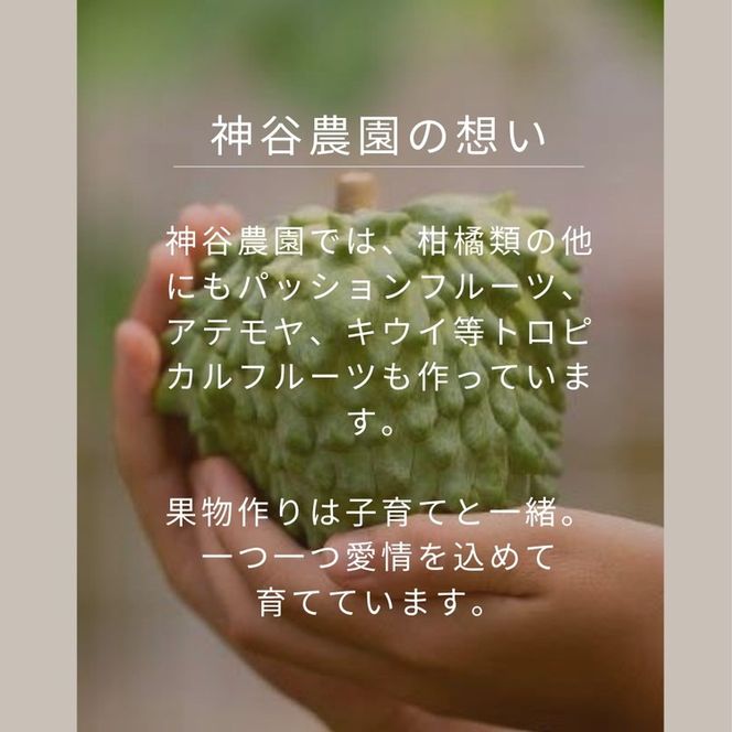 甘夏8kg | 数量限定 あまなつ 夏みかん 柑橘 かんきつ くだもの フルーツ 国産 愛知県 知多半島 美浜町 農家直送 産地直送 ※北海道・沖縄・離島への配送不可 ※2026年4月上旬～5月下旬頃に順次発送予定