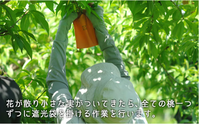 桃 2026年 先行予約 白桃 晩生種 大玉 約2.2kg 6～7玉 もも モモ 岡山県産 国産 フルーツ 果物 ギフト [№5735-0883]