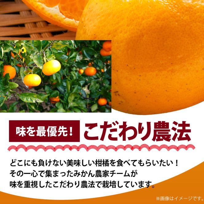 和歌山有田の濃厚 はるみ 5kg (Lサイズ)【ハルミ 春見 ミカン 蜜柑 柑橘 和歌山 有田】_AB6047n