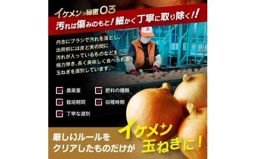 JAきたみらい産 玉ねぎ Lサイズ 10kg ( タマネギ たまねぎ 野菜 )【210-0003】