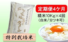 定期便4カ月【令和7年産】特別栽培米10kg（白米/7分/5分ツキ可）【白米】(ミルキークイーン) 米 お米 白米 コメ ご飯 定期 岐阜県 池田町