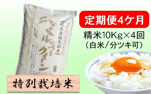 定期便4カ月【令和7年産】特別栽培米10kg（白米/7分/5分ツキ可）【白米】(ミルキークイーン) 米 お米 白米 コメ ご飯 定期 岐阜県 池田町