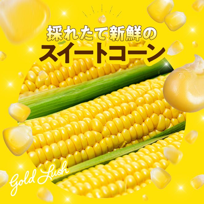 【先行予約 6月下旬から出荷】 スイートコーン 約5kg 10～14本 冷蔵 国産 とうもろこし 先行予約 数量限定 コーン 野菜 新鮮 焼き 蒸し 産地 直送 甘い 甘口 子ども 子供 小分け 種子 肥料 さわやか すっきり 糖度 黄色 人気 おすすめ 愛知県 南知多町