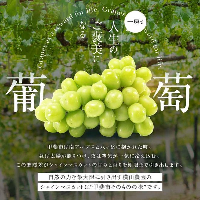 【2026年/令和8年発送＜先行予約＞】特別栽培 減農薬 シャインマスカット 2房 1.2㎏ 先行予約 先行 予約 山梨県産 産地直送 フルーツ 果物 くだもの ぶどう ブドウ 葡萄 シャイン シャインマスカット 新鮮 人気 おすすめ 国産 贈答 ギフト お取り寄せ 甘い 皮ごと 山梨 甲斐市 CF-2