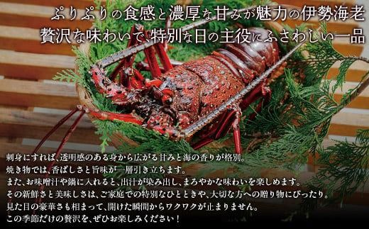 【家庭用】伊勢海老（2～5尾・総量1kg） ※離島への配送不可（2025年9月より順次発送） IKTB028 