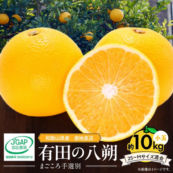 【2027年先行予約】和歌山県産 有田の 八朔 (はっさく) 約10kg 小玉 【2S～Mサイズ混合】まごころ手選別 _ZE6154n