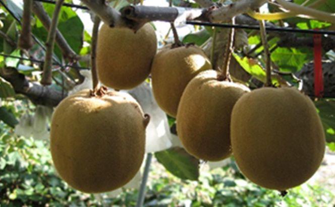 さぬき ゴールドキウイ 1.5kg 化粧箱入り ゴールデンキウイ キウイフルーツ キウイ フルーツ 果物 くだもの 果実 旬の果物 旬のフルーツ 香川 香川県 東かがわ市