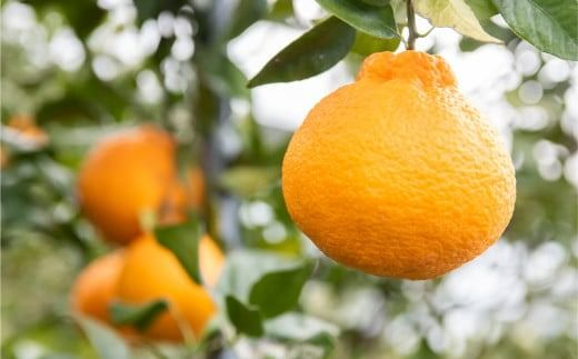 yQɕzys\zyƒpzsm 5kg ւ̔zs i2026N210菇j IKTA035