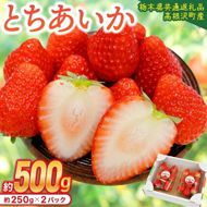 【先行予約】栃木県産 とちあいか (250g×2パック) 農家直送 家庭用 食べきり 和饗エコファーム【栃木県共通返礼品/高根沢町産】｜栃木県 ふるさと納税 いちご イチゴ 苺 旬 果物 フルーツ とちあいか(DW003)