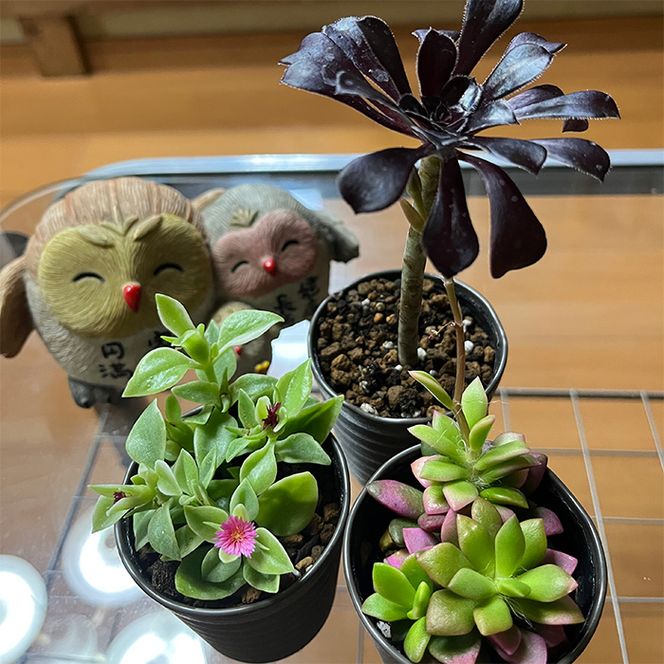 おまかせ多肉植物詰め合わせ（12種）（A1046-1）